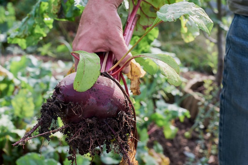 Photo Root vegetable